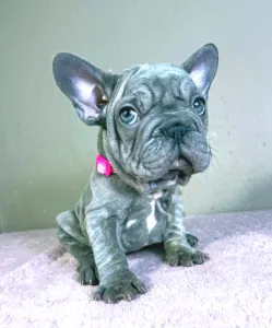 French Bulldog - Teresa