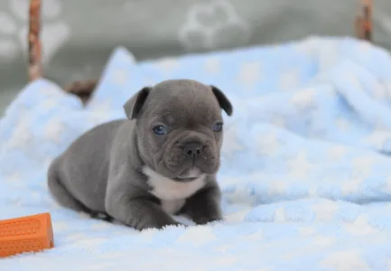 Francuski buldog - Montclair