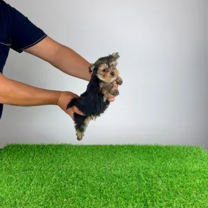 Yorkshire terrier - Eryx