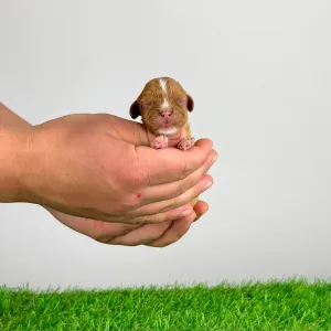 Cavalier King Charles Spaniel - Luxus