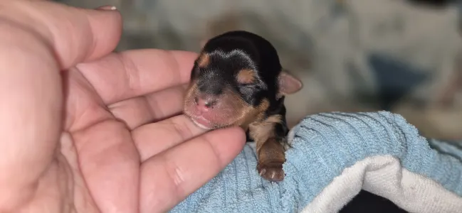 Jorkšírský teriér - Lamborghini Aventador