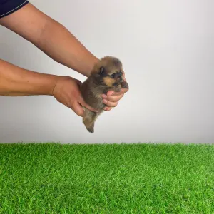 Pomeranian - Pando