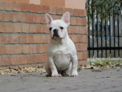 Francia bulldog - Leo