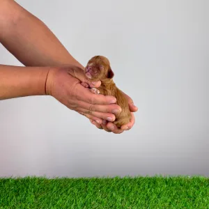 Cavalier King Charles Spaniel - Jed