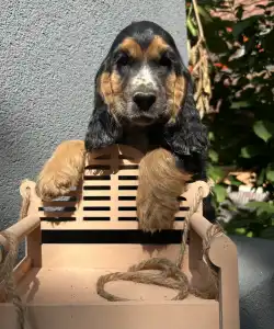English Cocker Spaniel - Kephallénia Oceanus Memphisz