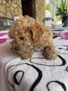 Pudel miniaturowy - Nala