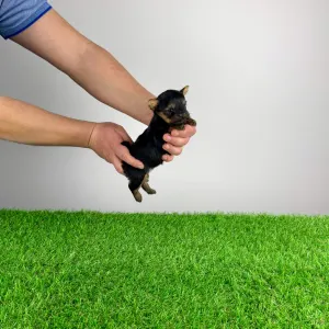 Yorkshire Terrier - Petty