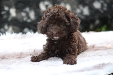 Poodle Miniature - Capucino