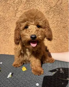 Barbone nano - Tinka