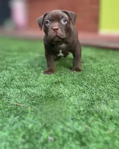 l'American Bully - Standard - Wineberry