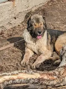 Central Asia Shepherd Dog - Gutrat