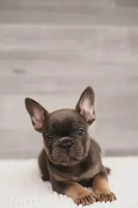 French Bulldog - Thor 