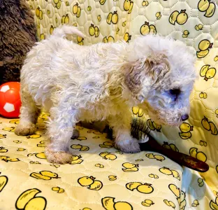 Romagna Water Dog - Zummi Gummi