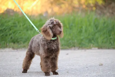 Pudeli de jucarie si pitici - Barna