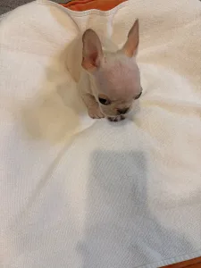 Französische Bulldogge - Platinum 