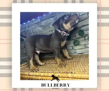 Amerikai Bully - Standard - Tayberry