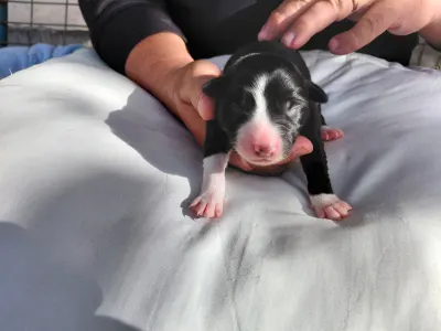 Бордер-колли - Hope Diamond