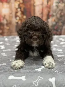 Romagna Water Dog - Grain Of Sand Galileo Galileis Stars 