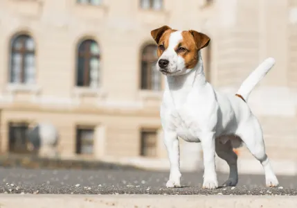 Jack Russell Terrier - Gold Leash Kennel