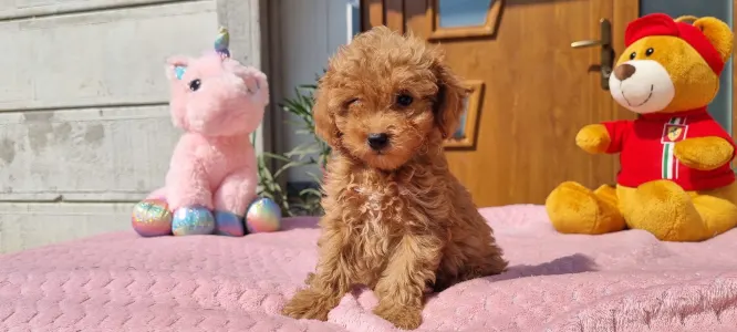 Caniche Toy - Cuki