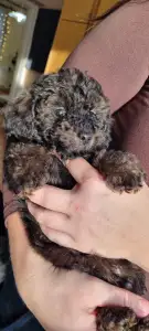 Poodle Toy - Dió