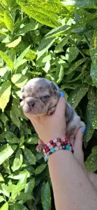 Francia bulldog - Henry