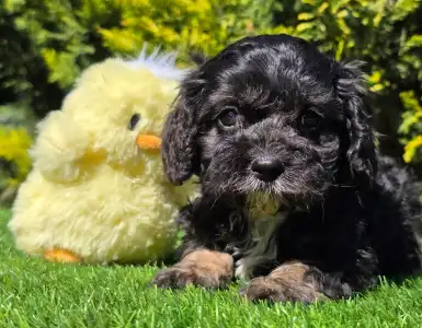 Cavapoo - Robert