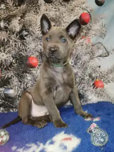 Thai Ridgeback - Bailey Wild-romance Of Chiang Exotic Wolfs