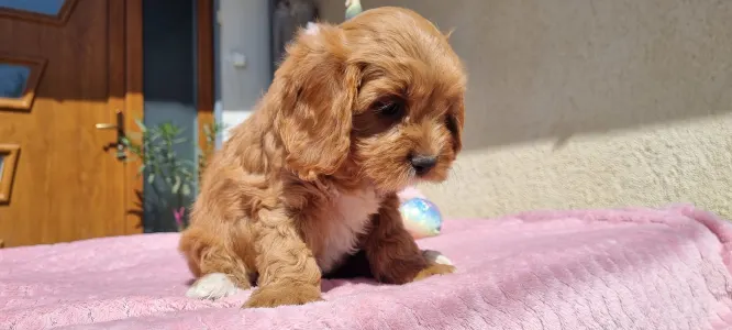 Cavapoo - Gofri