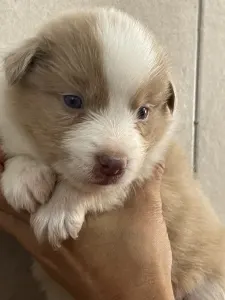 Border Collie - Bueno/lila Sable Merle Szuka