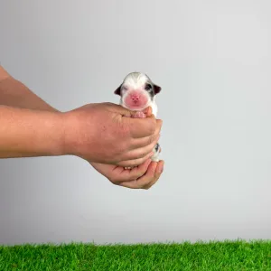 Berger australien - Cedric