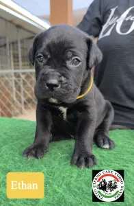 Cane Corso - Ethan