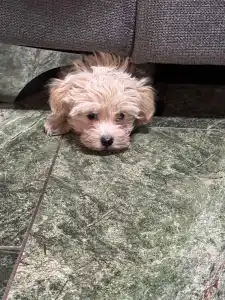 Maltipoo - Endi
