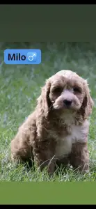Cavapoo - Milo