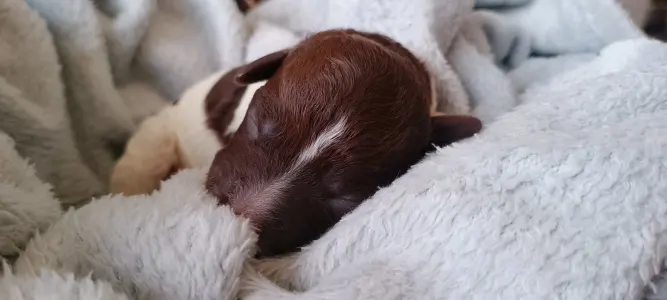 Lagotto Romagnolo - Lagotto Passion Belle Amie Margot 