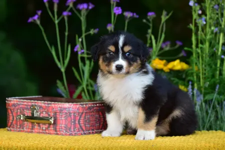 Australian Shepherd - Gingers Heritage Route King