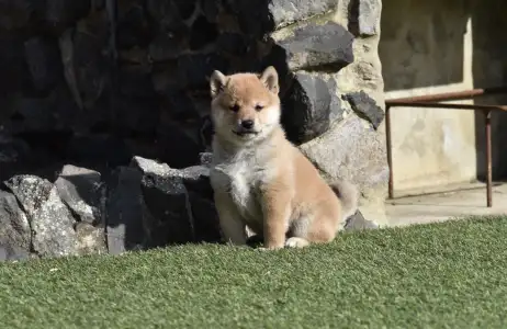 Shiba Inu - Benji