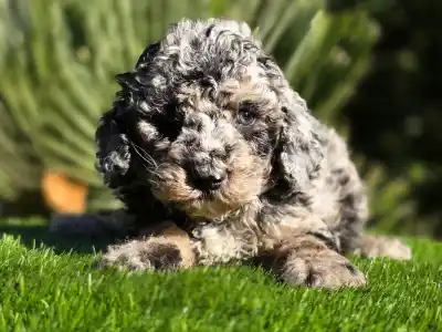 Cavapoo - Moon