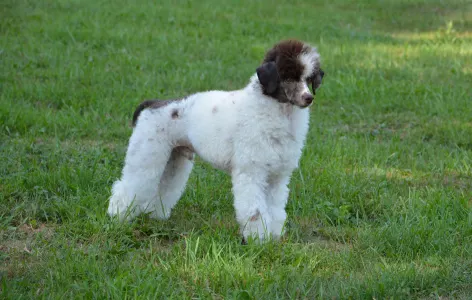 Toy uszkár - Amore ( Dark Brown Particolor ) Dwarf Poodle