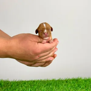 Cavalier King Charles Spaniel - Luxus