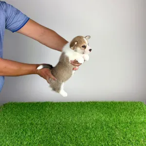 Welsh Corgi Pembroke - Dessy