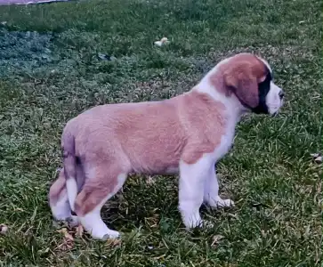 Szent Bernáthegyi kutya - Royal