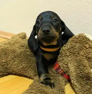 Dachshund - Mr. Orange
