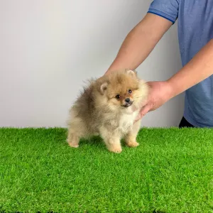 German Pomeranian Spitz - Quisina