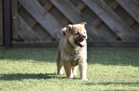 Shiba inu - Benika