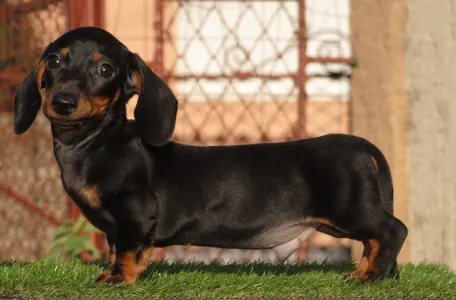Dachshund - Oliver
