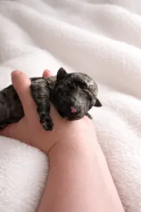 Mudi - Vesszőshalmi Szeleta