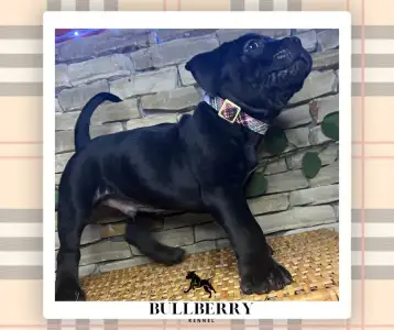 American Bully - Standard - Youngberry