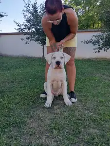 Argentin dog - Artemis Defensa Del Caballero