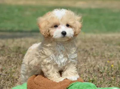 Maltipoo - Pajti